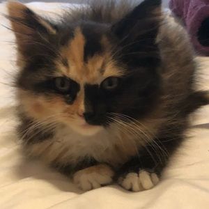 Meet your Posher, Sherry